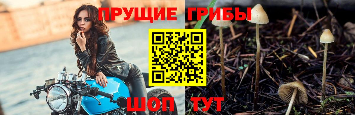 Карачаевск  Псилоцибиновые грибы MAGIC MUSHROOMS  Вход с VPN 